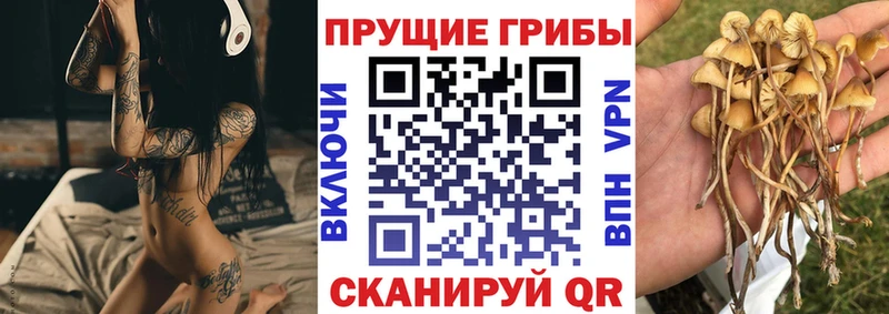 Псилоцибиновые грибы Cubensis  Грайворон 